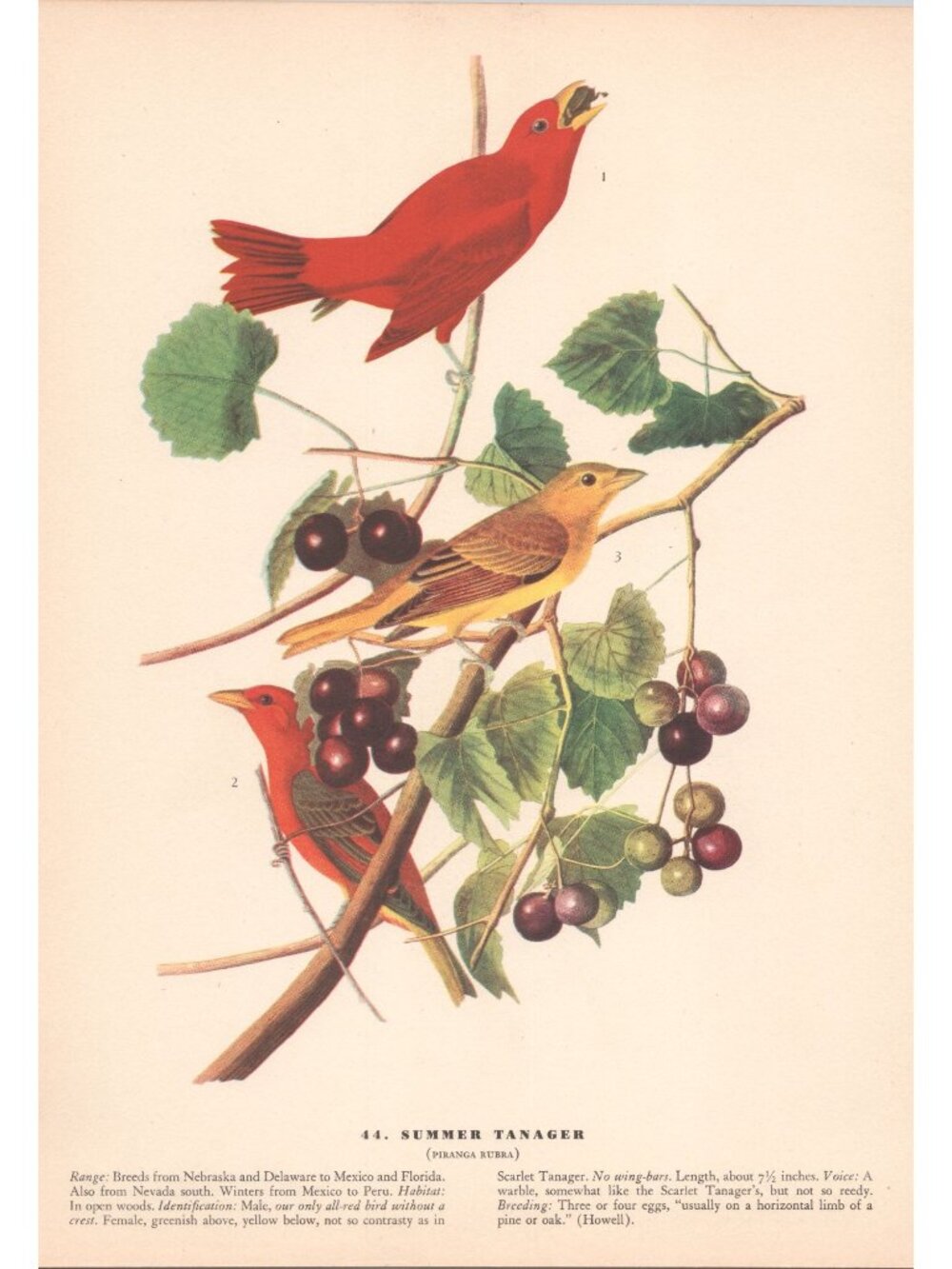 Audubon SUMMER TANAGER Print 1942 Birds of America Plate 44 Vintage Art